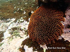 Heliaster cumingi (Heliasteridae)