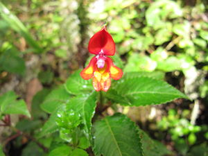 Impatiens kilimanjari.