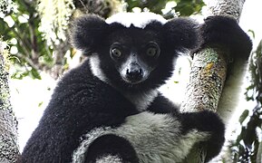 Indri at Périnet