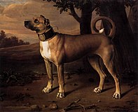 "Anjing kamar" dengan kolar bersepuh, Brandenburg (Jerman), 1705