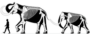 Woolly mammoths (M. primigenius), including one of the largest, the Siegsdorf mammoth (left, around 3.5 metres (11 ft) tall), and a mature Siberian bull (around 2.7 metres (8.9 ft) metres tall)