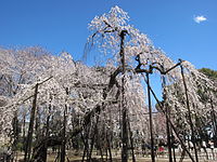 弘法寺の伏姫桜（千葉県市川市）