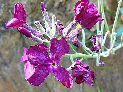 Variété aux fleurs violettes.