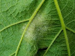 Oïdium sur vigne.