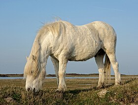 Poney Highland gris dans la réserve naturelle nationale du Platier d'Oye.