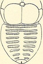 左右に分かれた背板をもつ Hexisopus abnormis