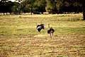 Strauss beim Balzritual auf Farm Neuhof in Namibia 2018