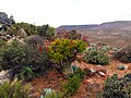 paesajo de Richtersveld, patrimonio ONUESC