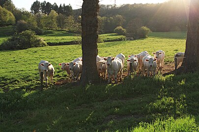 …dans la vallée du Serein vers Bourbilly.