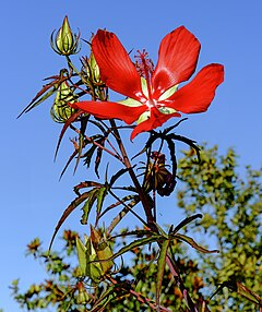 Description de l'image (MHNT) Hibiscus coccineus flower and bottoms.jpg.