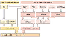 Hierarchical summary of major factors influencing cardiac output.