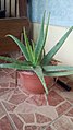 A potted aloe vera plant