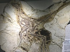 Anchiornis huxleyi