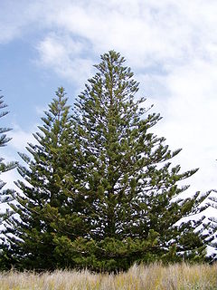 Araucaria heterophylla