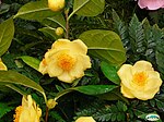 Camellia euphlebia