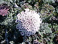 Wilde Möhre,Möhre (Daucus halophilus)