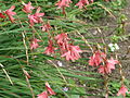 Dierama igneum