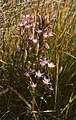 Gentianella austriaca