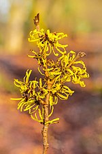 Fleurs d'Hamamelis × intermedia 'Angelly'.