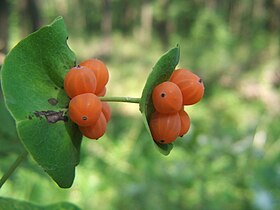 Lonicera caprifolium