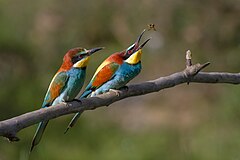 European Bee-eater, Ariège, France. I love this picture – the colors, the captured moment, and the female bird looking on. Photo by commons:user:Pierre Dalous. 2012.