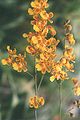 Oncidium harrisonianum