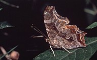 Adult, ventral view of wings.