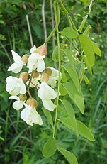 Robinia pseudoacacia