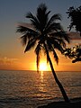 Image 8The palm is the symbol most associated with Caribbean identity. (from Culture of the Caribbean)