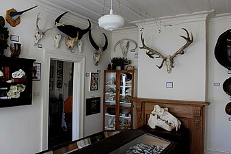 The Mammal Room