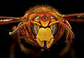 Vespa crabro (stor gedehams)