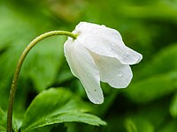 Half geopende fragiele bloemknop van een bosanemoon (Anemone nemorosa).