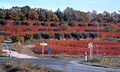 Hügellandschaft Garrigues bei Malemort-du-Comtat