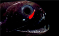 Fotografia da cabeça de Malacosteus niger, mostrando os seus fotóforos vermelhos e azuis abaixo dos olhos.[21]