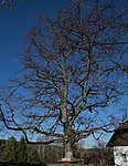 Sommerlinde (Tilia platyphyllos)