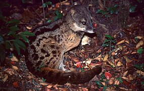 Fossa fossana