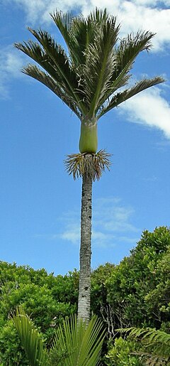 Description de l'image Nikau Palme 01.jpg.