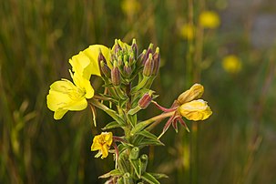 Fleurs d'onagre bisannuelle (Oenothera biennis). (définition réelle 6 016 × 4 016)