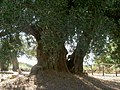 Tisućljetno stablo masline u Ascei