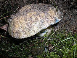 Синяк (Gyroporus cyanescens)