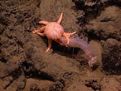 Pannychia moseleyi attaquée par une étoile du genre Solaster.