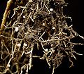 Nòduls a Vicia sepium