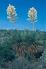 Yucca thompsoniana