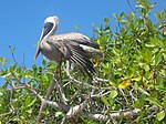 Brun pelikan, Bahía Tortuga