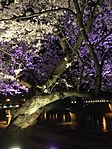 夜桜 足羽川 福井市04