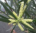 Sydney Golden Wattle (Acacia longifolia)