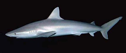 The blacknose shark is slimly built, with a long snout and relatively small first dorsal and pectoral fins.