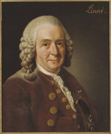 Portrait of Linnaeus on a brown background with the word "Linne" in the top right corner