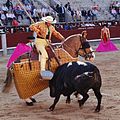 Tercio de varas: il picador su un cavallo bardato e bendato ferisce la groppa del toro con una picca.