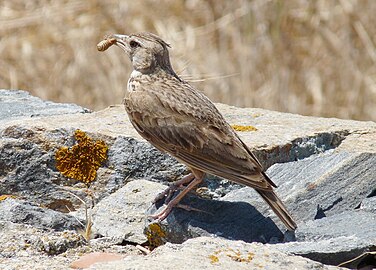 G. c. meridionalis, Delos, Greece